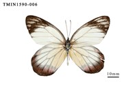 藏品(白豔粉蝶)的圖片